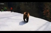 Zabawa z dzikim misiem na stoku narciarskim w Romuni