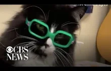 Truffles - dzielny kot w okularach