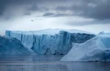 Grenlandia pokryła się lodem później, niż sądziliśmy. Odkryto skamielinę roślin