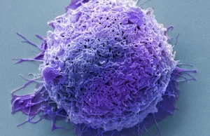 Rak może “zapadać w sen”, żeby ochronić się przed chemioterapią....