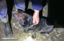 Skatował psa młotkiem i zakopał go żywcem [film]