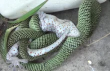 Gecko kontra żmija, Tajlandia