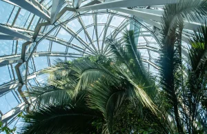 Wybudowano nową palmiarnię za kilka milionów, 180-letnia palma zaczęła usychać