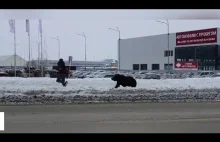 Rosja: sutobus przejeżdża niedźwiedzia