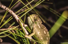 Jak szukać kameleonów - fakty i mity o kameleonach