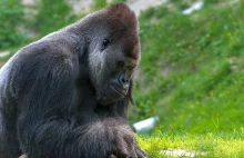 Inwestorzy adoptowali 3,5 tys. goryli. Grupa z Reddit "zmienia świat na lepsze"