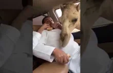 Prank po arabsku - karmienie wielbłądów przez okno samochodu