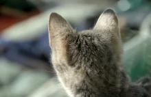 Włochy: Kot zakażony brytyjskim wariantem koronawirusa
