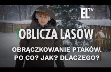 Obrączkowanie ptaków. Po co? Jak? Dlaczego?