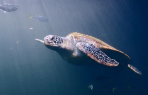 Zwierzęta morskie zaczęły pływać w kółko i nikt nie wie czemu.