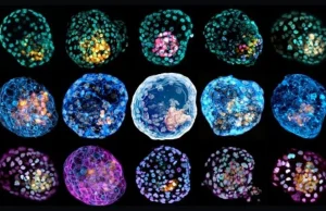Naukowcy opracowali pierwszy kompletny model ludzkiego embrionu