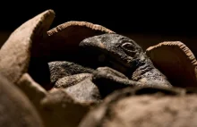Pierwszy na świecie: Dinozaur znaleziony na skamieniałych jajach z...