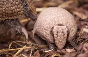 Zoo Wrocław poszukuje imienia dla małego pancernika.