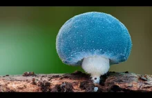 Świat grzybów pokazany przez Stephena Axforda