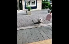 Koteł rozbójnik atakuje przechodniów