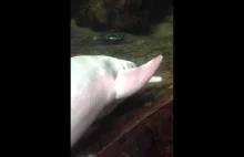 Delfin masturbuje sie przy uzyciu ryby