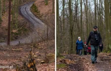 Ogromna wycinka w Sopocie: działania Lasów Państwowych w kurorcie [FOTO]