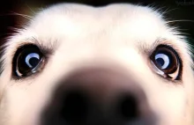 Psy wykrywają koronawirusa z 95-proc. skutecznością.