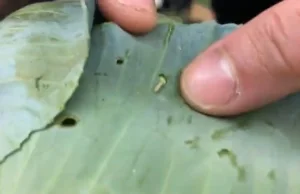 Młoda kapusta z żywymi robaczkami w Biedronce
