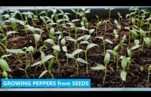 YES, it's very Simple! How to Grow Bell Peppers from Seeds Indoors.