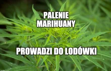 Legalizacja marihuany w Polsce? Ten projekt może zmienić wszystko