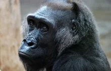 Holandia: Jeden dzień lockdownu kosztuje Zoo dziesiątki tysięcy €uro