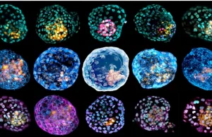 Chińscy naukowcy stworzyli sztuczny zarodek człowieka z komórek ludzkiej skóry
