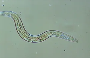 40,000-year old worms revived from Siberian permafrost