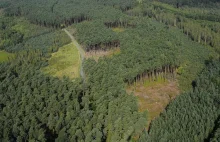 Lasy Państwowe: wyjaśnienie w sprawie mapy planowanych cięć w lasach