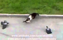 Ptaki podjudzają walkę kotów