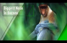 Największy nos na Borneo - dokument o małpach z memów [En]