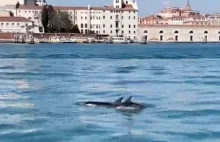 Delfiny w Wenecji. Tym razem to nie fake news