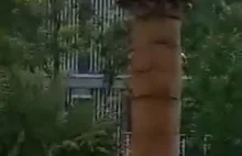 Jak węże wspinają się na drzewa
