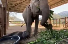 Słoniątko po raz pierwszy kąpie się w wodzie