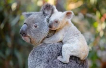 Dlaczego misie Koala są okropnymi zwierzętami