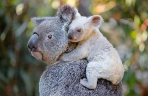 Dlaczego misie Koala są okropnymi zwierzętami