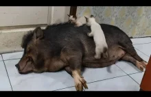 Kocięta bawią się na śpiącej świni