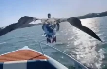 Dzikie gęsi latające w doskonałej formacji z łodzią