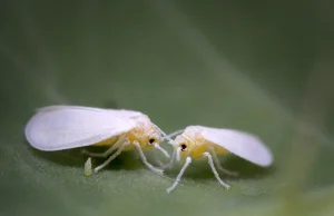 Odkryto pierwszy przypadek transferu genów z rośliny do owada.