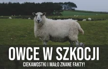 Owce w Szkocji - ciekawostki, mało znane fakty i fotki!