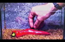 Karmienie larw mącznika młynarka : papryka ️ + kapusta pekińska timelapse