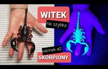 Skorpiony świecą w świetle UV