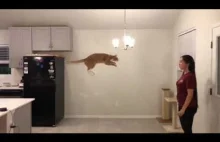 Koty umieja skakac.