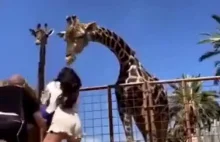 Dziecko karmi żyrafę