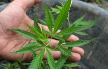 Nowy Jork legalizuje marihuanę. Każdy dorosły będzie mógł uprawiać trzy rośliny