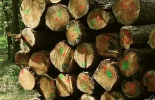Lasy Państwowe zrezygnują z certyfikowania drewna? Producenci mebli alarmują