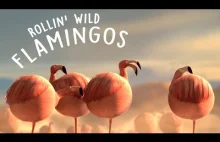 Flamingos '- oficjalny zwiastun