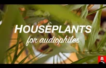 Houseplants for audiophiles