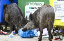 Wykryto koronawirusa wśród olsztyńskich dzików