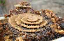 Gatunek australijskich pszczół buduje zachwycające gniazda w kształcie...